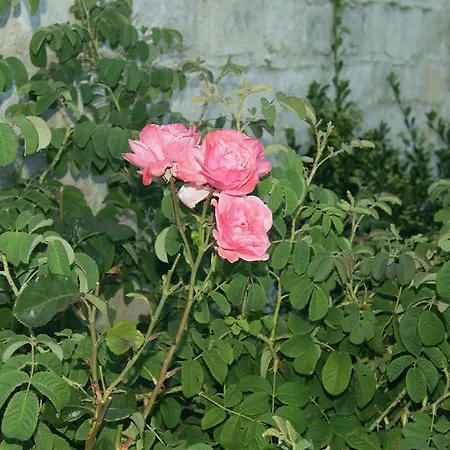 Villa Softades Omodos