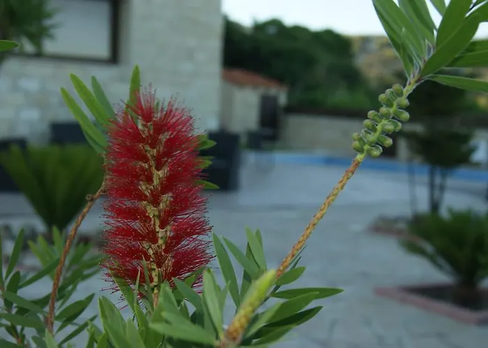 Softades 오모도스