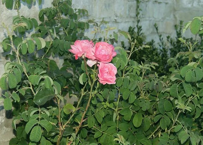 빌라 Softades 오모도스